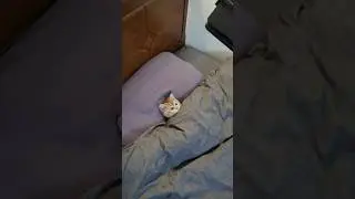 The cat likes it 😍 #cat #azikboom #funny #tiktok #cats #funnyvideo