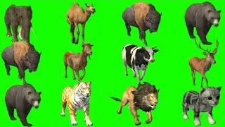Animals Running On Green Screen | Animal Stampede Green Screen | Animal Green Screen Video viral