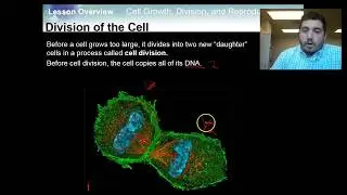 Lesson 10.1 Cell Growth and Reproduction