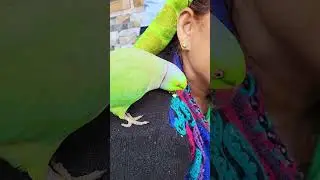 Can parrot eat Roasted Green Chickpeas || High In Protein Healthy and Tasty  4K 60FPS || UHD 60 FPS