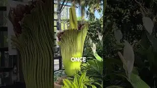 Rare Copse Flower Bloom! #corpseflower #sandiego #botany #rareplants