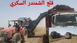 قلع الشمندر السكري  bettrave sucrière _بآلات متطورة _تطوير المكننة _المغرب