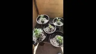Outdoor grow update june 11