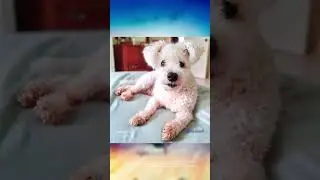 Is Nanook The Most Extraordinary Poodle You've Ever Seen?