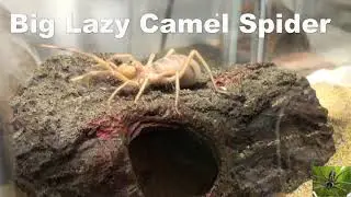 My Big Camel Spider (Solifugae Video)