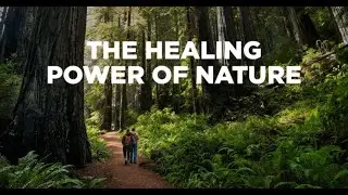 Sunny Day at the Forest || Sound of Nature,Wind, Relaxation | Солнечный день в лесу || Звуки природы