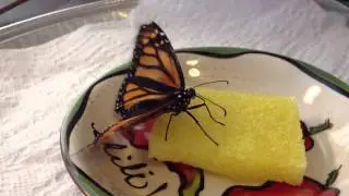 Monarch Butterfly Feeding