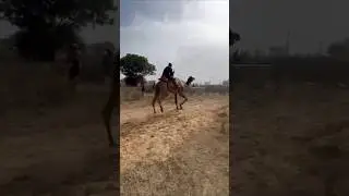 camel run #camel #camel_racing #camellife