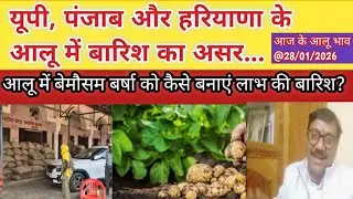 यूपी, पंजाब और हरियाणा के आलू में बारिश का असर... कैसे बनाएं लाभ की बारिश।आज के आलू भाव @28/जन/2026