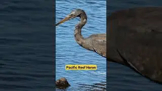Pacific Reef Heron
