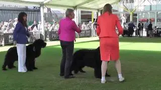 2013 Sydney Royal Easter Show. The Newfoundlands Part 1