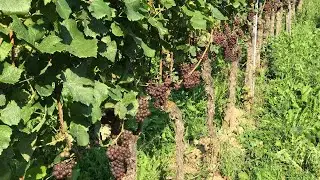 Digitale Weinprobe 2.0