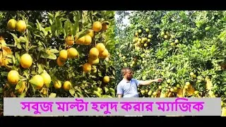 সবুজ বারি মাল্টা হলুদ করার ম্যাজিক