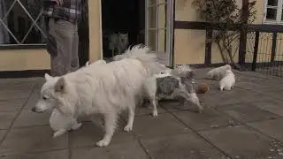 Dansk Spids - Danmarks bedste familiehund