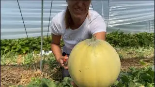 Raccolta dei meloni