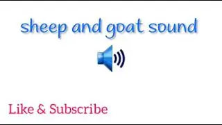Free sheep and goat sound effects_ Sheep with bells on mountain