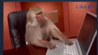 monkey typing laptop
