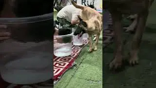 Malinois vs Owner: Who Can Hold Their Breath Longer? | Chinese Dog Fun Challenge
