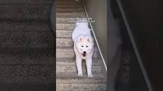 If humans acted like dogs 😂😂