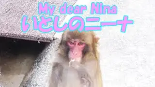 いとしのニーナ My dear Nina 葉ッピー動物園2228 淡路島モンキーセンター 兵庫県
