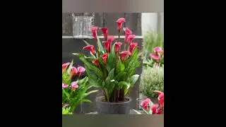 Elegant Calla Lily Styling for Home & Office 🏡#shorts #indoorplants #plants #homedecor #garden