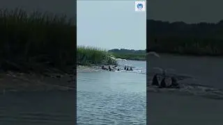 Dolphins fishing style #animals #dolphin #fishing