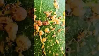 Ants tending scale farm Playa del Carmen Mexico wild tropical Caribbean insect life #nature #explore