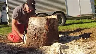 Maple STUMP REMOVAL!!