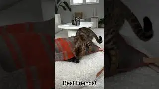 Dachshunds & Cats &mdash; Best Friendship Moments | Funny Cats & Dogs Compilation!#dachshunds#catsanddogs