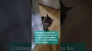 11/15/25 - Spoiled Cabbage Trying to Claim Favored Cat Status Discouraged Because Peace is the Way