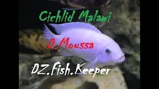 female cichlid first time holding eggs - أنثى السكليد تضع البيض لأول مرة