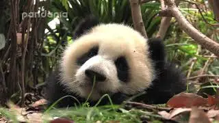 sleepy panda cub Da Mei