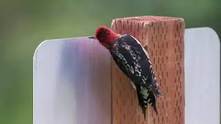 Dueling Sapsuckers