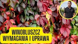 Winobluszcz – wymagania i uprawa dzikiego wina. Szybko rosnące pnącze o czerwonych liściach jesienią