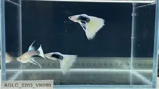 Guppy精品孔雀鱼黄礼服锻带Long Fin Ribbon小型热带观赏鱼