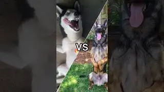 German Shepherd vs Huskies🤣🐕#shorts #dog #doglover #dogs #husky #huskydog #germanshepherd