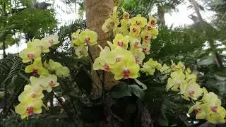 NY Botanical Garden,The Orchid Show,by Lily Kwong.