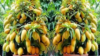 Amazing skill Grafting Mango Tree from cutting | Growing fast with Aloe Vera#garden#plants#aloevera