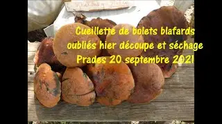 Cueillette champignons de bolets blafards N&deg; 2 d&eacute;coupe et s&eacute;chage 20 septembre 2021
