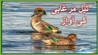 Teal Duck Call Mp3 | Teal Duck Voice |