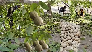 Nomads&rsquo; Walnut Gathering Secrets 🌰🏞️ | Stunning Nature & Tradition