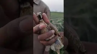 hunting Quail in Pakistan 2024 #shorts