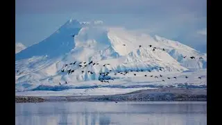 ENV440 Oil-drilling and Potentially Harmful Infrastructure on the Izembek National Wildlife Refuge