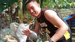 Cooking Duck Adobo w/cocomilk/life in province