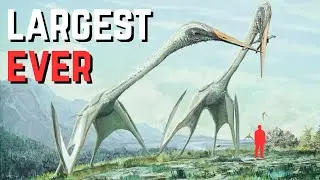 The Flying Reptile SO BIG It Could Swallow You Whole