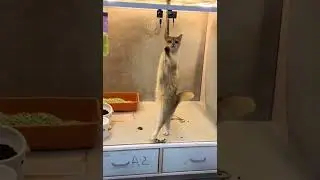 #dance #fy #fyp #shorts #subscribe #namebusted #lambada #pussycat #funnyvideo #catsvideo #fypシ
