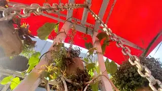My Terrace Garden, Kathmandu Nepal | Lockdown 2.0