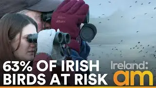 Birdwatch Ireland Warns, 63% of Irish Birds at Risk of Extinction