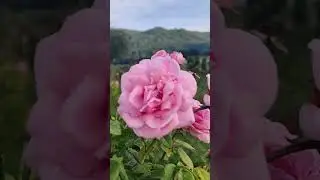 #thailandvlogs #travel suwan farm@pakchong #youtubeshorts #viral #pakchong #flowers