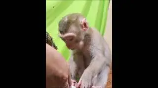 #monkey #monkeys #shorts #animals #reels #2023 #baby #cute #monkeyvideo